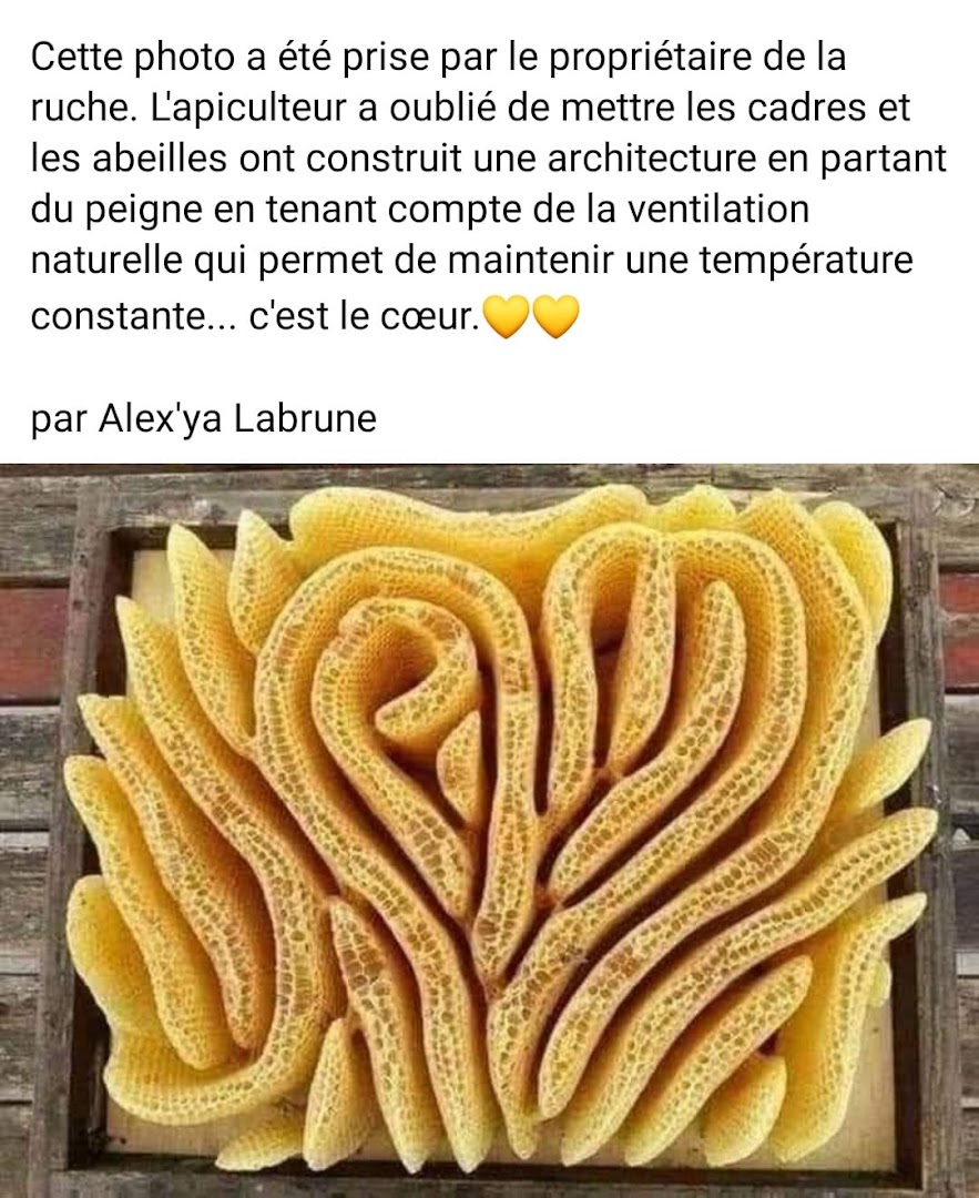 Les Ruchers du pays d'Aigues — photo 5